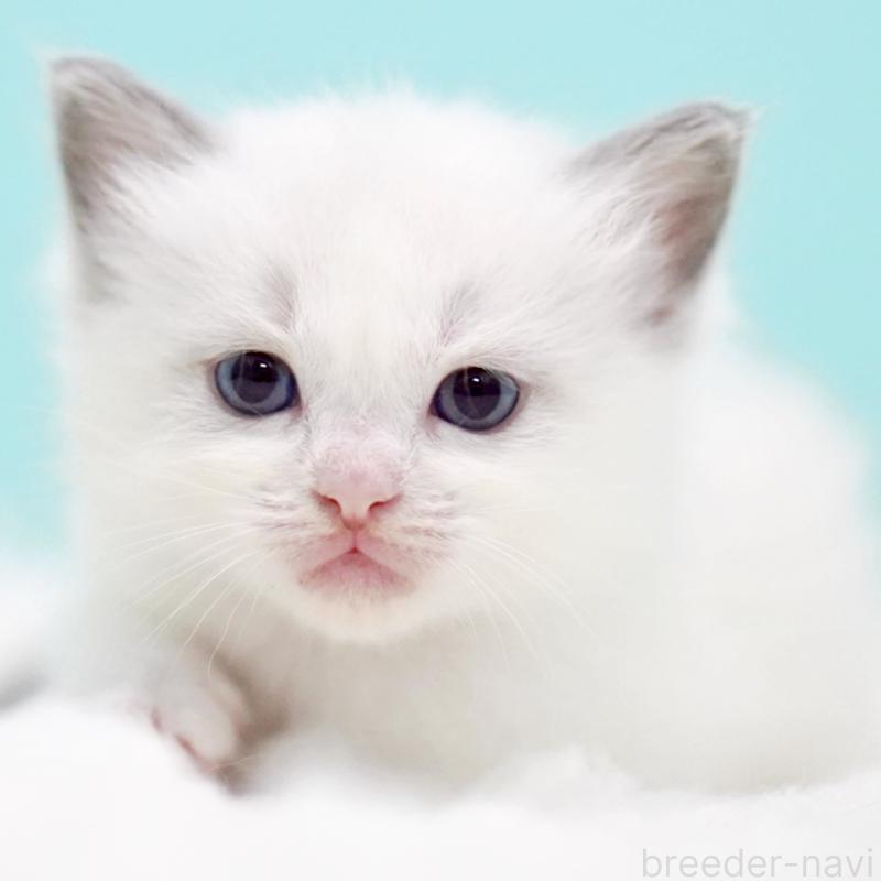 販売中の東京都のラグドール-130370の14枚目