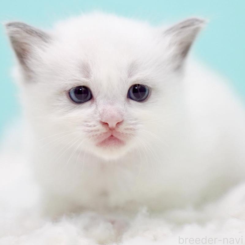 販売中の東京都のラグドール-130370の13枚目