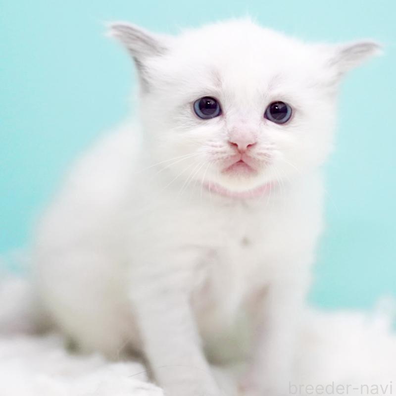 販売中の東京都のラグドール-130370の12枚目