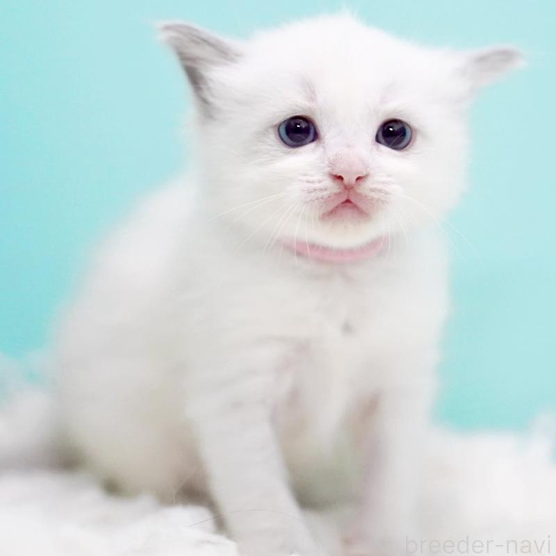 販売中の東京都のラグドール-130370の11枚目