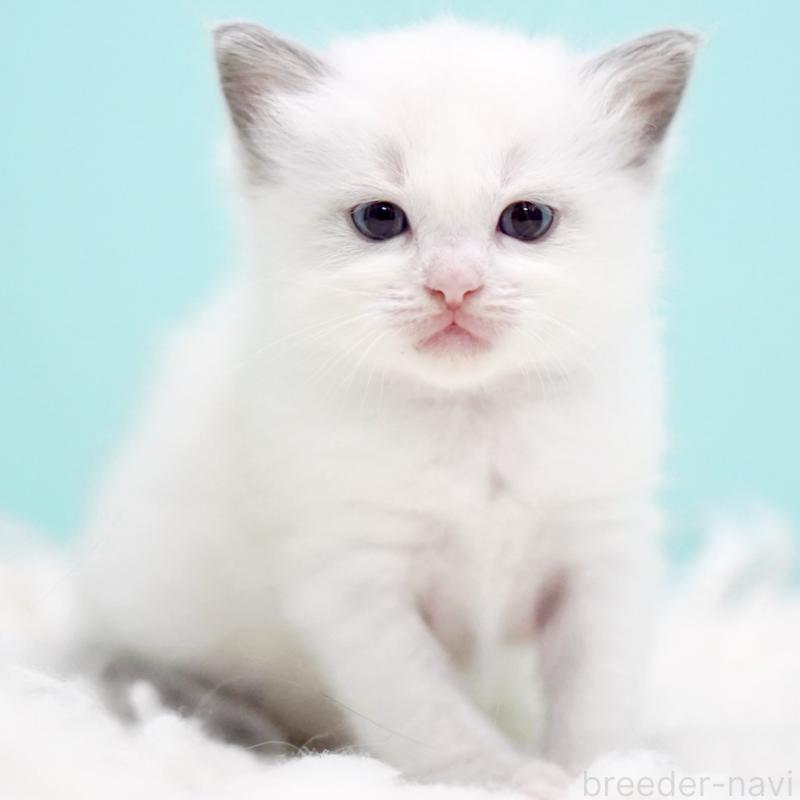 販売中の東京都のラグドール-130370の10枚目