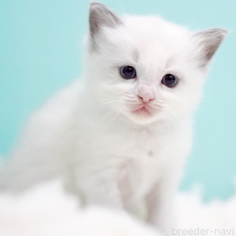 販売中の東京都のラグドール-130370の9枚目