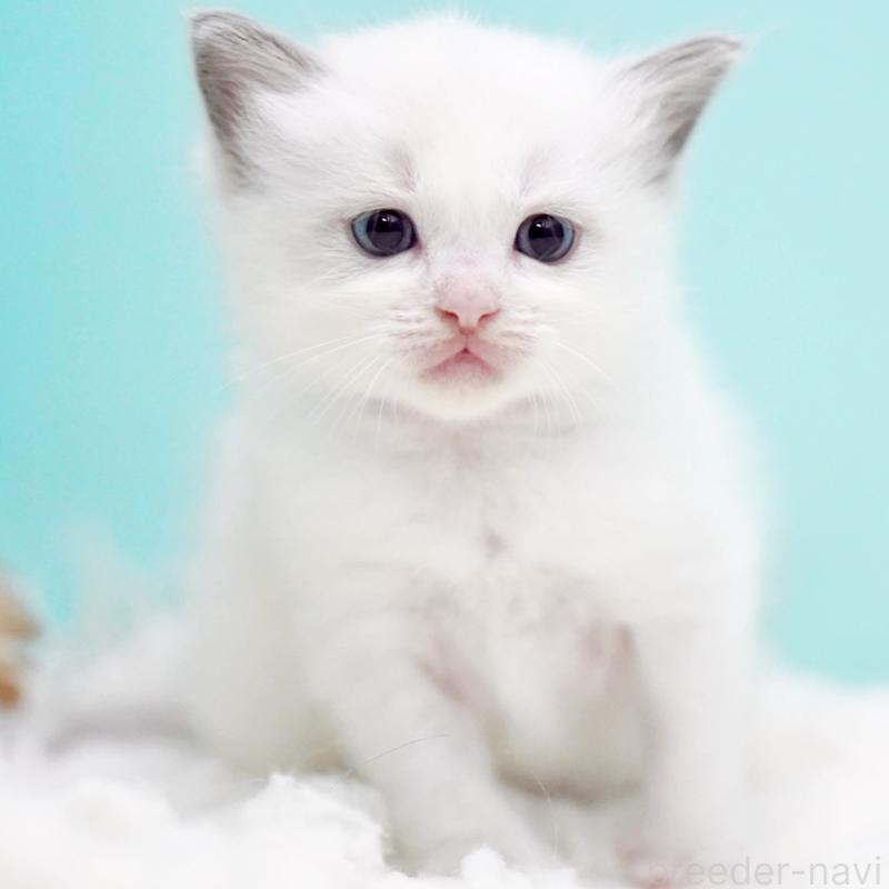 販売中の東京都のラグドール-130370の8枚目