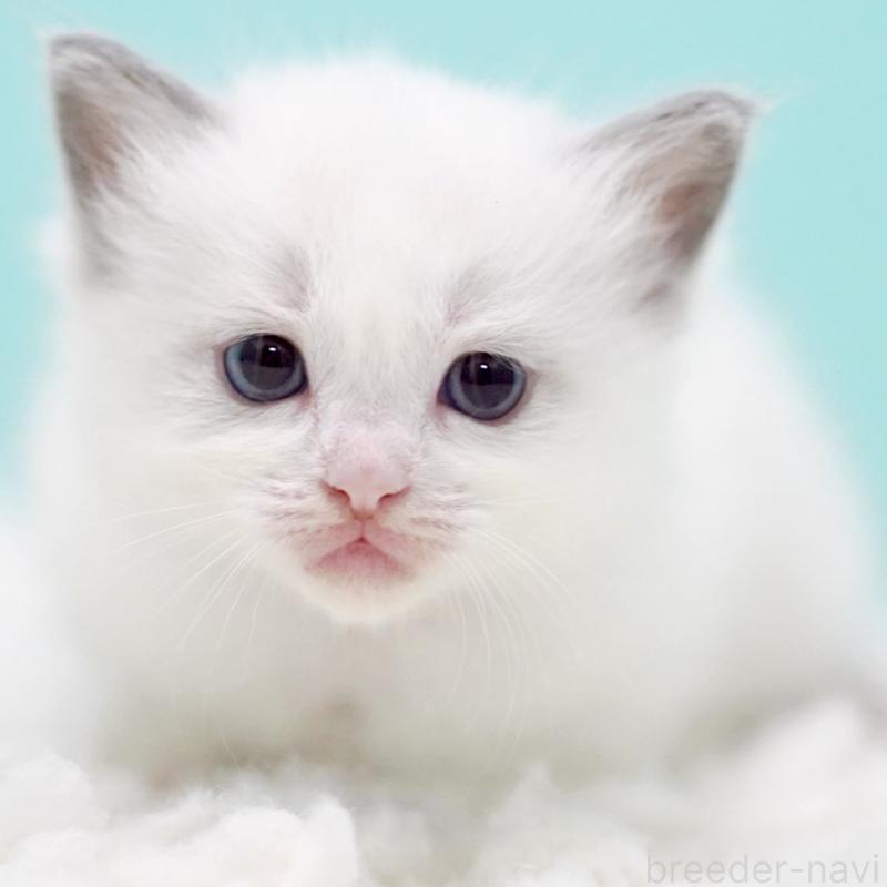 販売中の東京都のラグドール-130370の7枚目