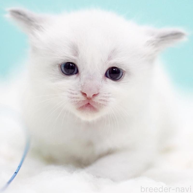 販売中の東京都のラグドール-130370の6枚目