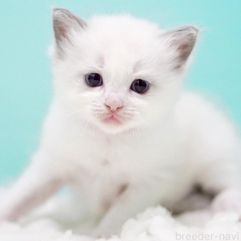 販売中の東京都のラグドール-130370の5枚目