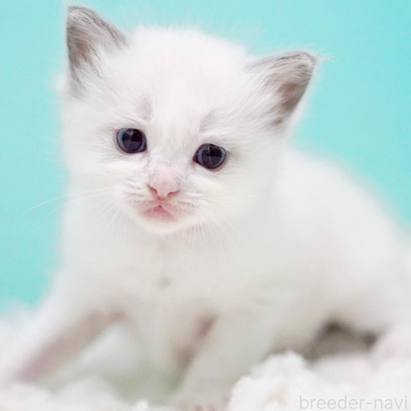 販売中の東京都のラグドール-130370の4枚目