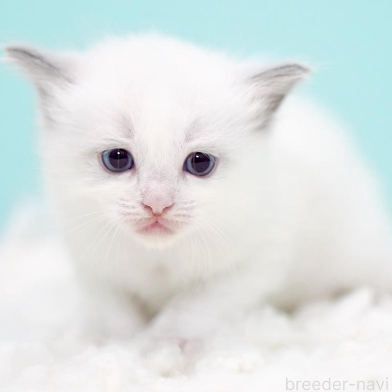 販売中の東京都のラグドール-130370の3枚目