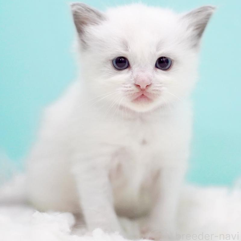 販売中の東京都のラグドール-130370の2枚目