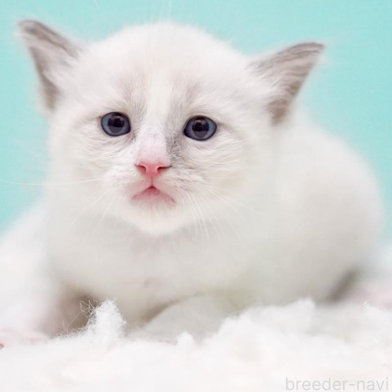 販売中の東京都のラグドール-130371