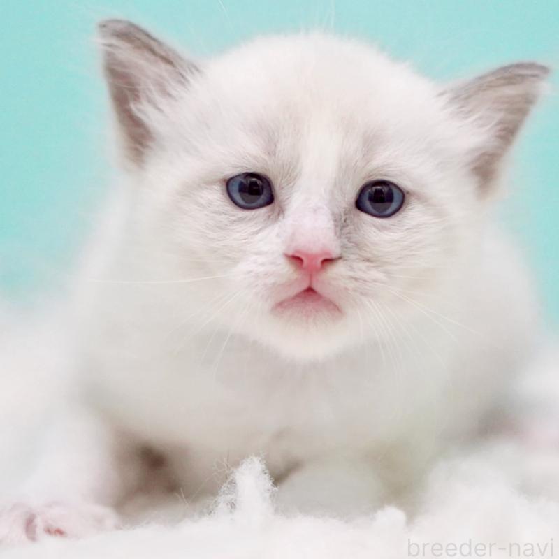 販売中の東京都のラグドール-130371の15枚目