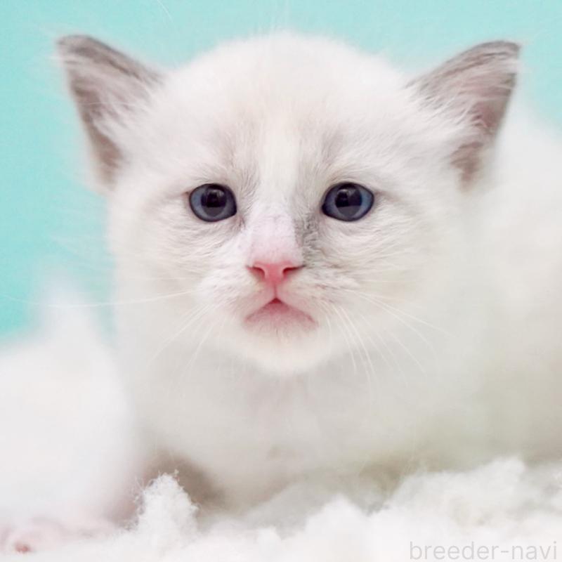 販売中の東京都のラグドール-130371の14枚目