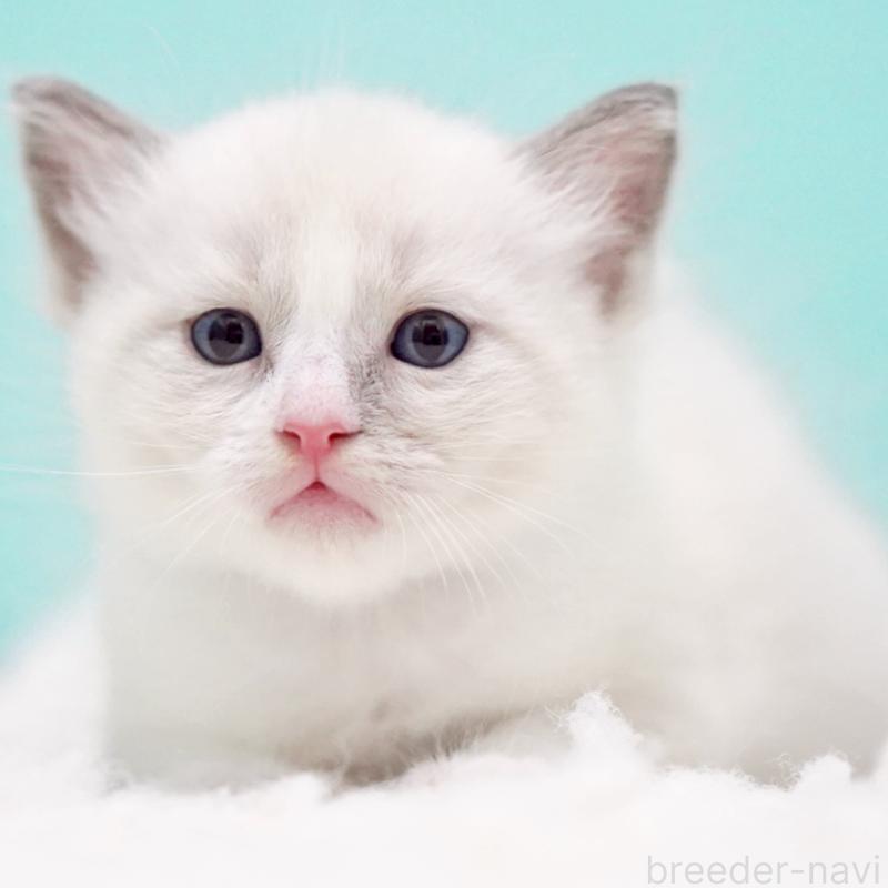 販売中の東京都のラグドール-130371の13枚目