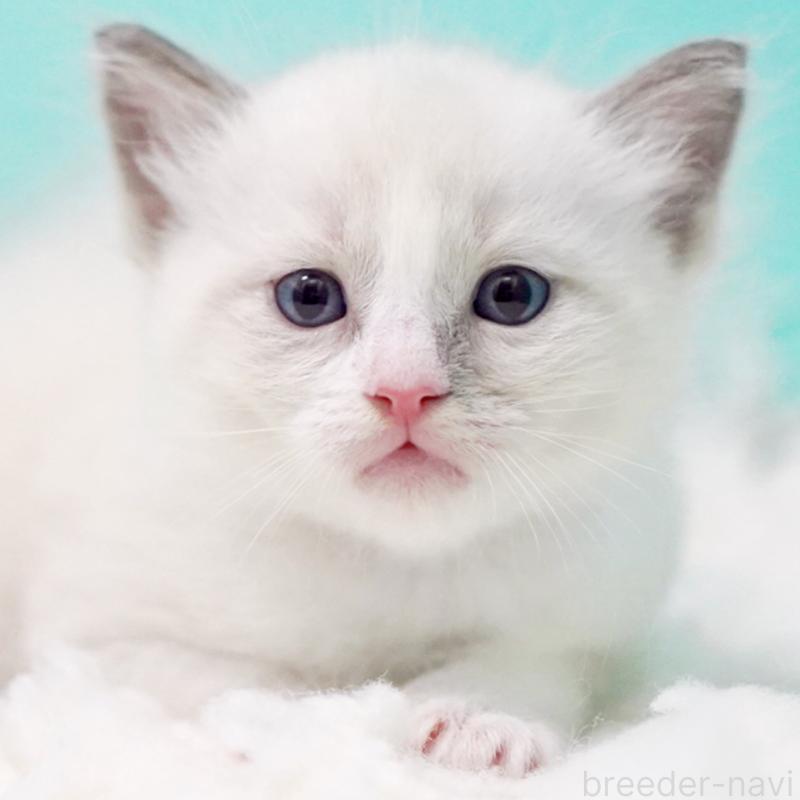 販売中の東京都のラグドール-130371の12枚目