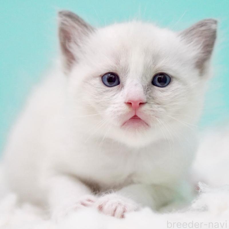 販売中の東京都のラグドール-130371の10枚目