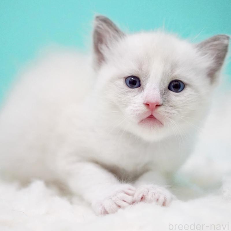 販売中の東京都のラグドール-130371の9枚目