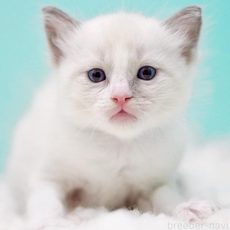 販売中の東京都のラグドール-130371の8枚目