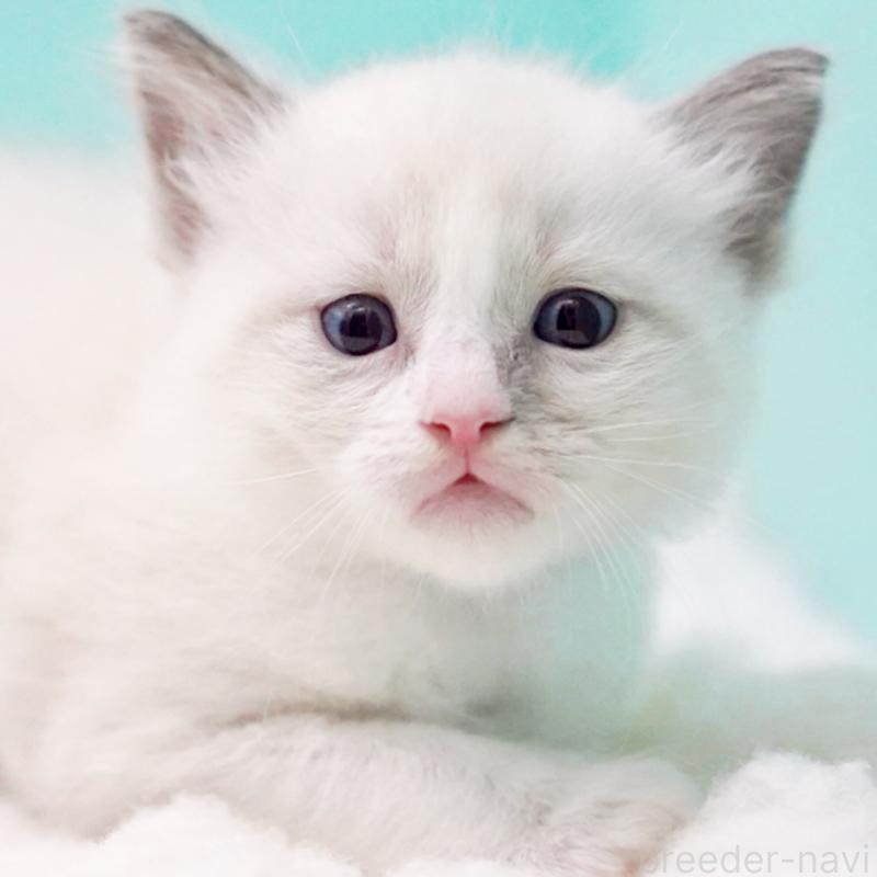 販売中の東京都のラグドール-130371の7枚目