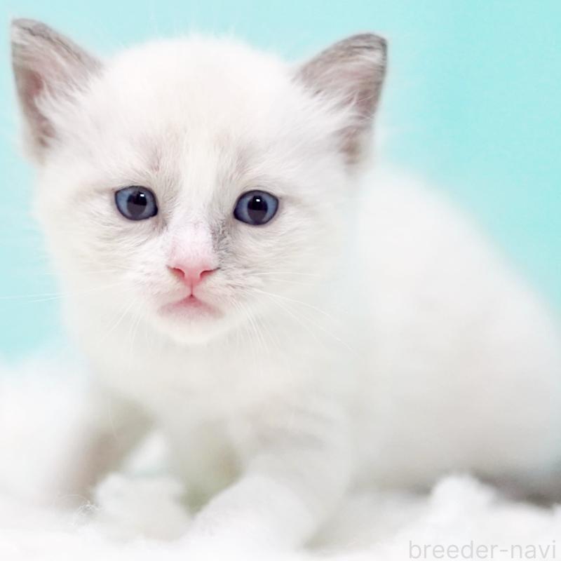 販売中の東京都のラグドール-130371の6枚目