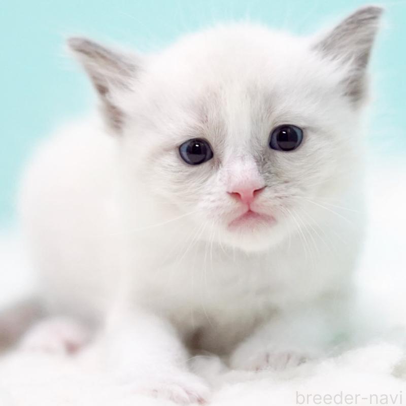 販売中の東京都のラグドール-130371の5枚目