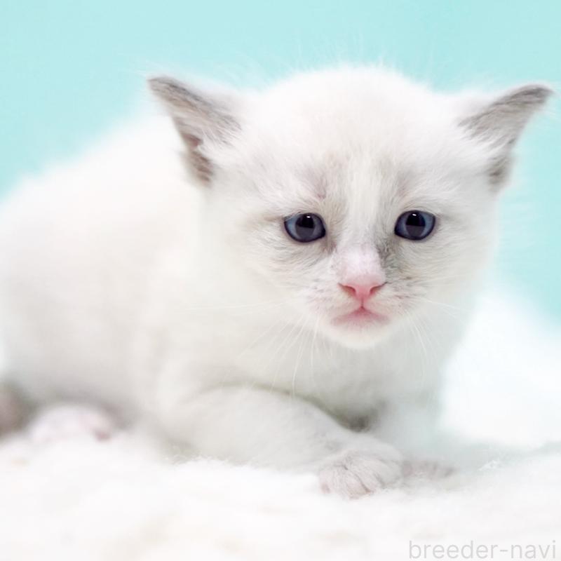 販売中の東京都のラグドール-130371の4枚目