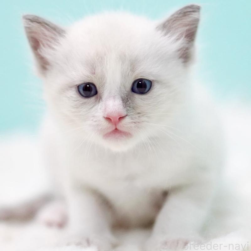 販売中の東京都のラグドール-130371の3枚目