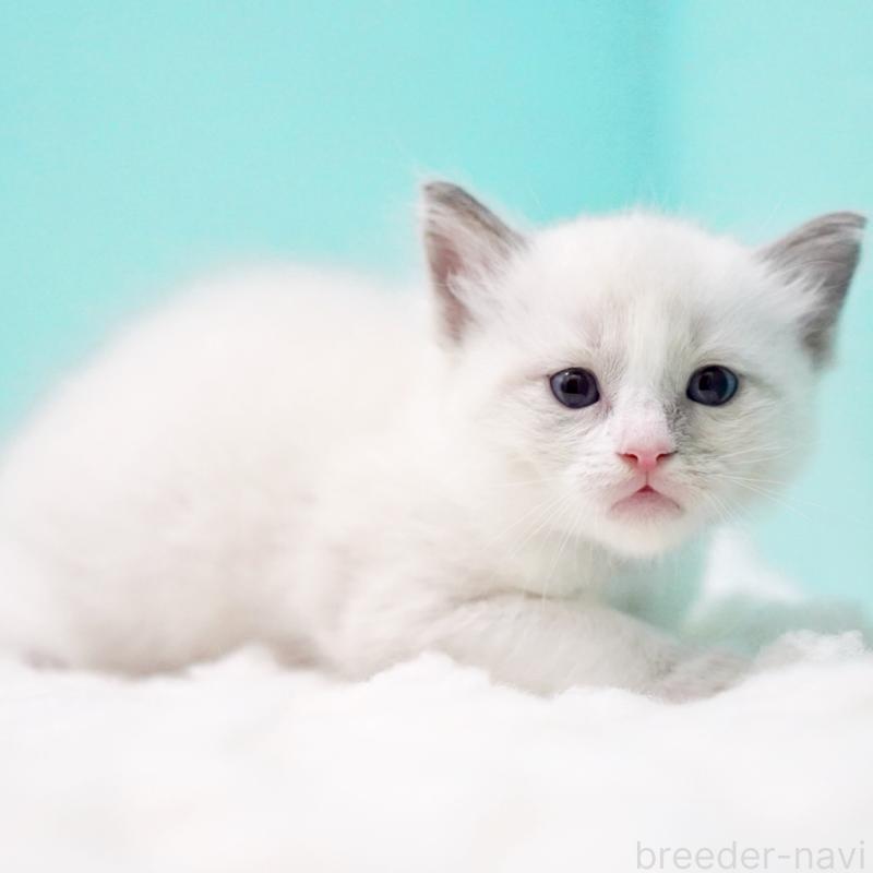 販売中の東京都のラグドール-130371の2枚目