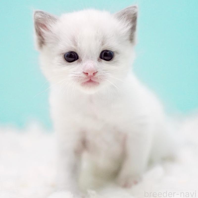 販売中の東京都のラグドール-130372の15枚目