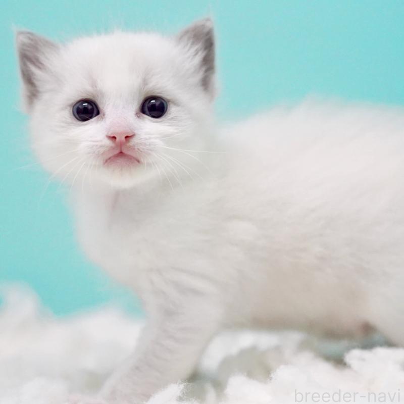 販売中の東京都のラグドール-130372の14枚目