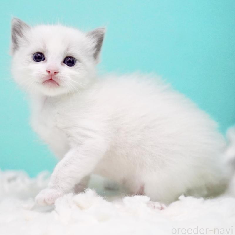 販売中の東京都のラグドール-130372の13枚目