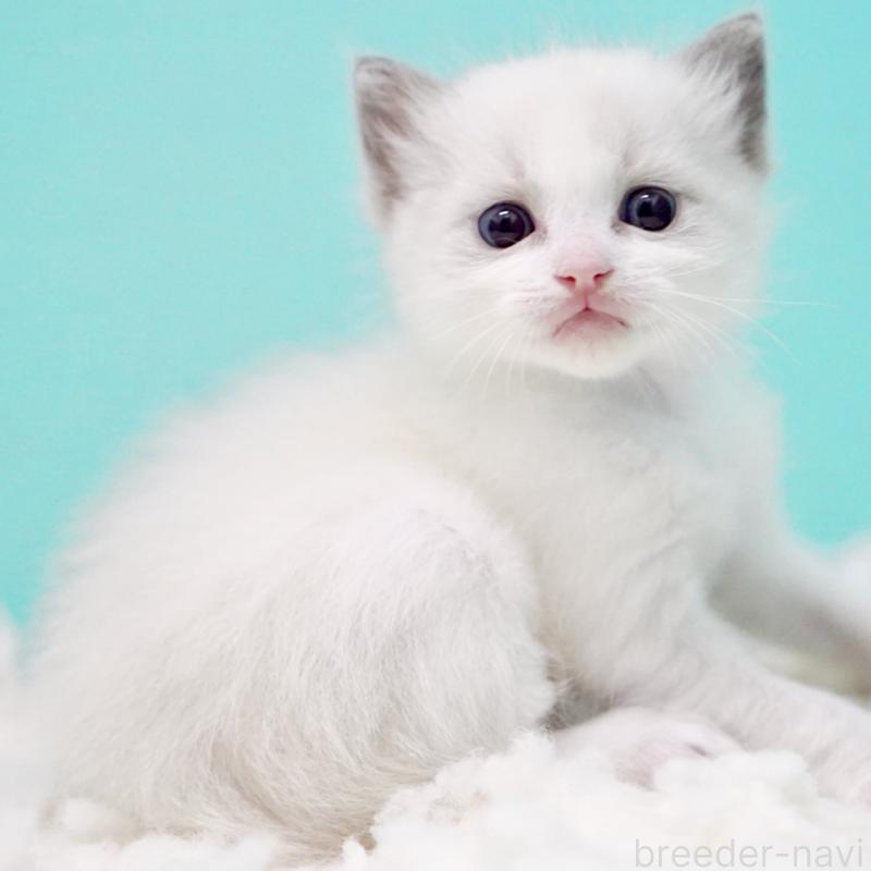 販売中の東京都のラグドール-130372の12枚目