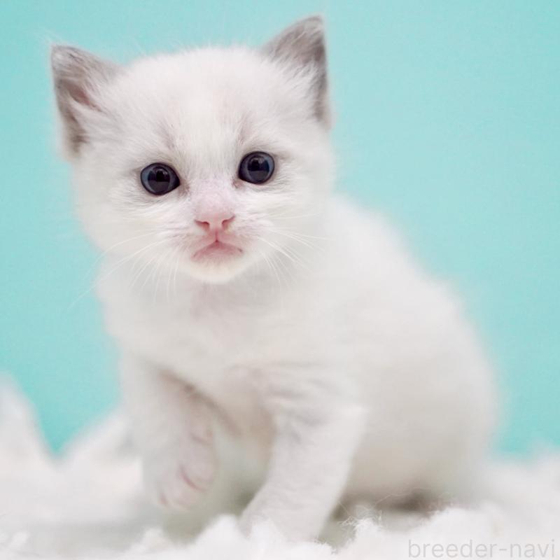 販売中の東京都のラグドール-130372の11枚目