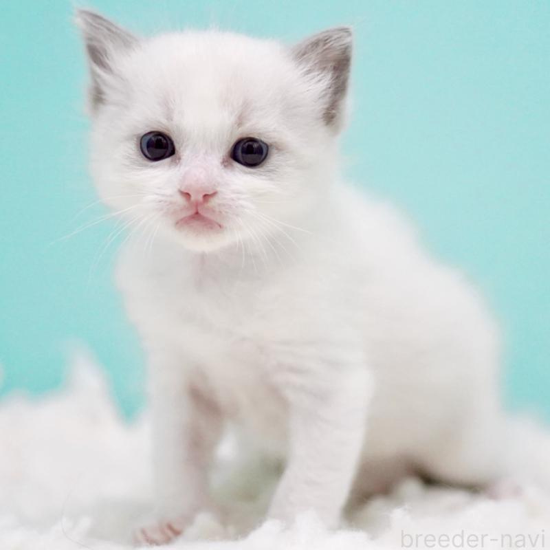 販売中の東京都のラグドール-130372の10枚目