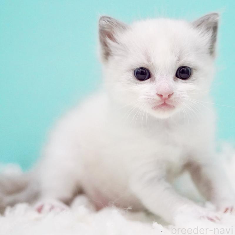 販売中の東京都のラグドール-130372の9枚目