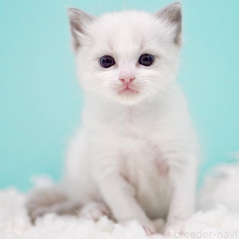 販売中の東京都のラグドール-130372の8枚目