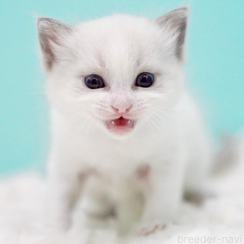 販売中の東京都のラグドール-130372の7枚目