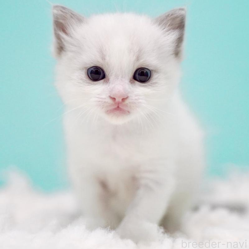 販売中の東京都のラグドール-130372の6枚目