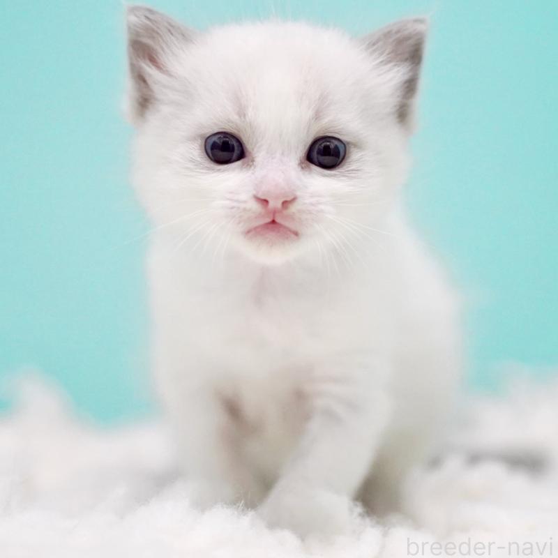 販売中の東京都のラグドール-130372の5枚目