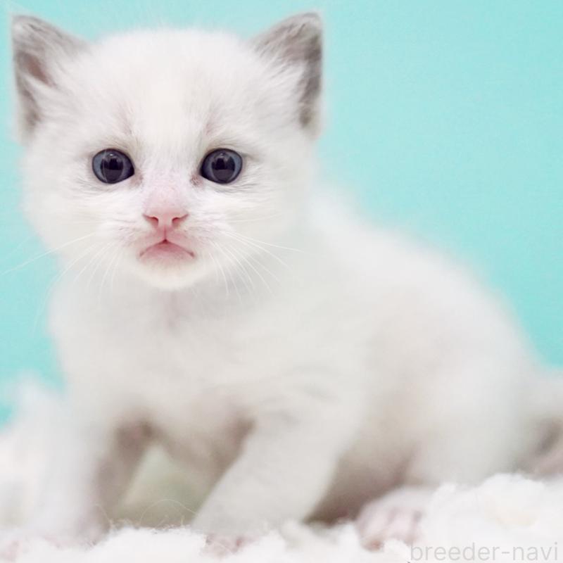 販売中の東京都のラグドール-130372の4枚目