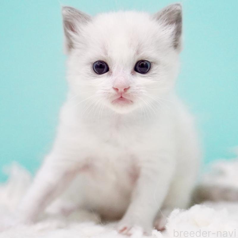 販売中の東京都のラグドール-130372の3枚目