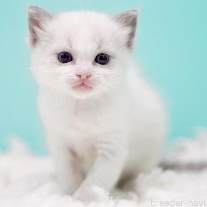 販売中の東京都のラグドール-130372の2枚目