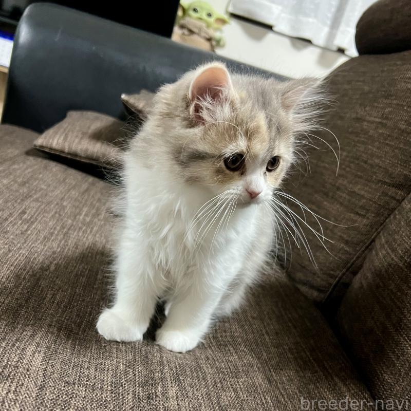 販売中の三重県のスコティッシュフォールド-126790の5枚目