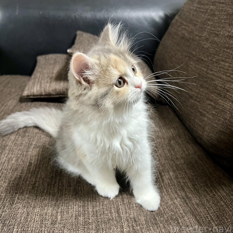 販売中の三重県のスコティッシュフォールド-126790の4枚目