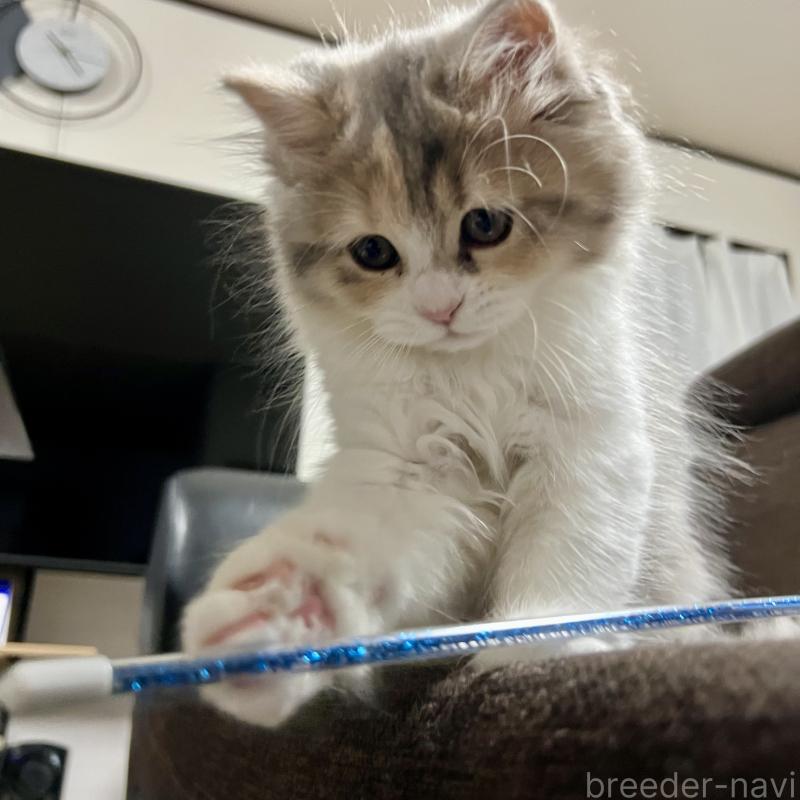 販売中の三重県のスコティッシュフォールド-126790の3枚目