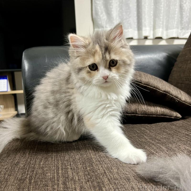 販売中の三重県のスコティッシュフォールド-126790の2枚目