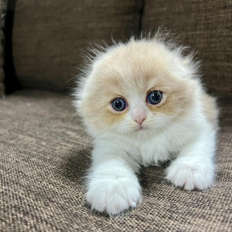 販売中の三重県のスコティッシュフォールド(折れ耳)-129918の24枚目