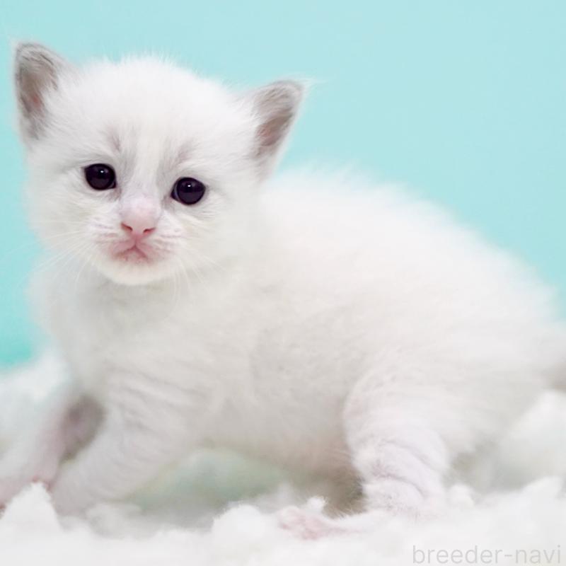 販売中の東京都のラグドール-130373の15枚目