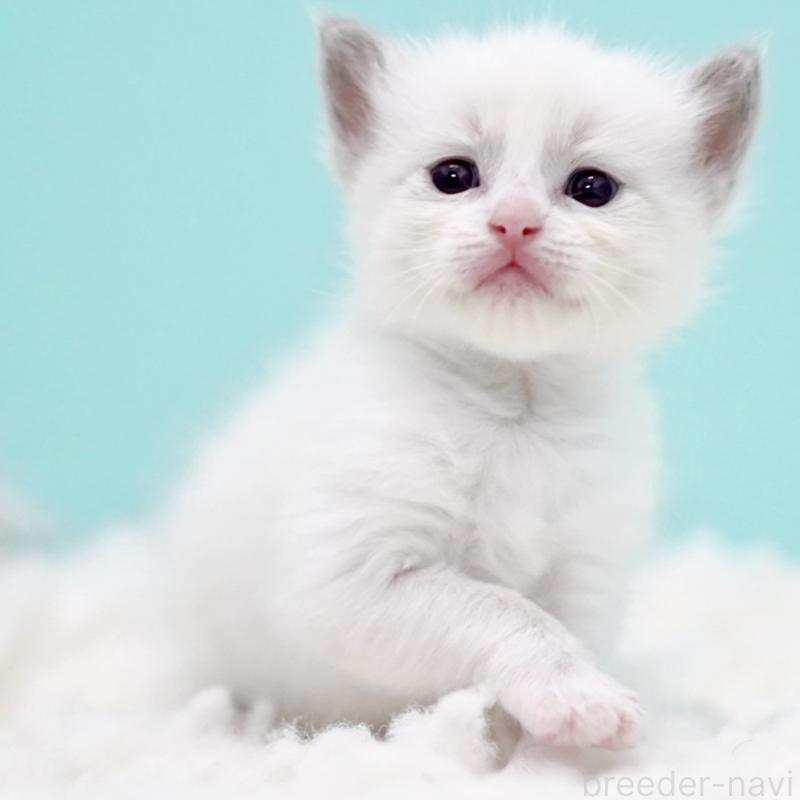 販売中の東京都のラグドール-130373の14枚目