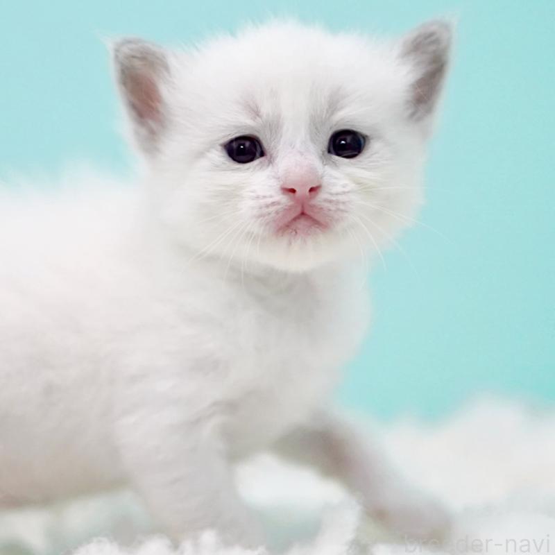 販売中の東京都のラグドール-130373の13枚目