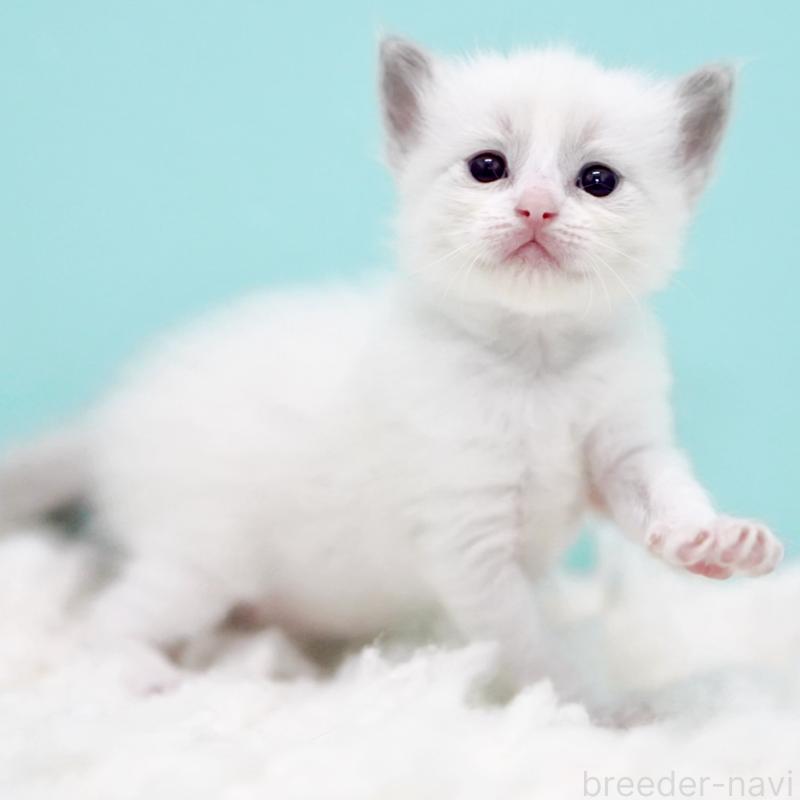 販売中の東京都のラグドール-130373の12枚目